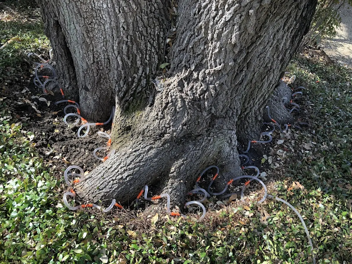 Detailed Tree Cabling and Bracing job site in Macedon